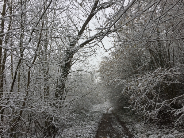 Forêt domaniale de La Londe - Rouvray, allée du Château Robert.
